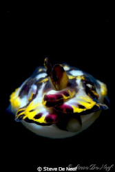 flamboyant 'torpedo' cuttlefish. Taken in Dauin. by Steve De Neef 